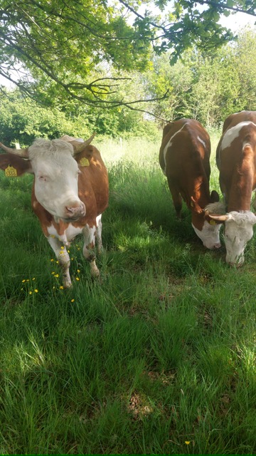 PHOTO 2025 05 08 20 53 06