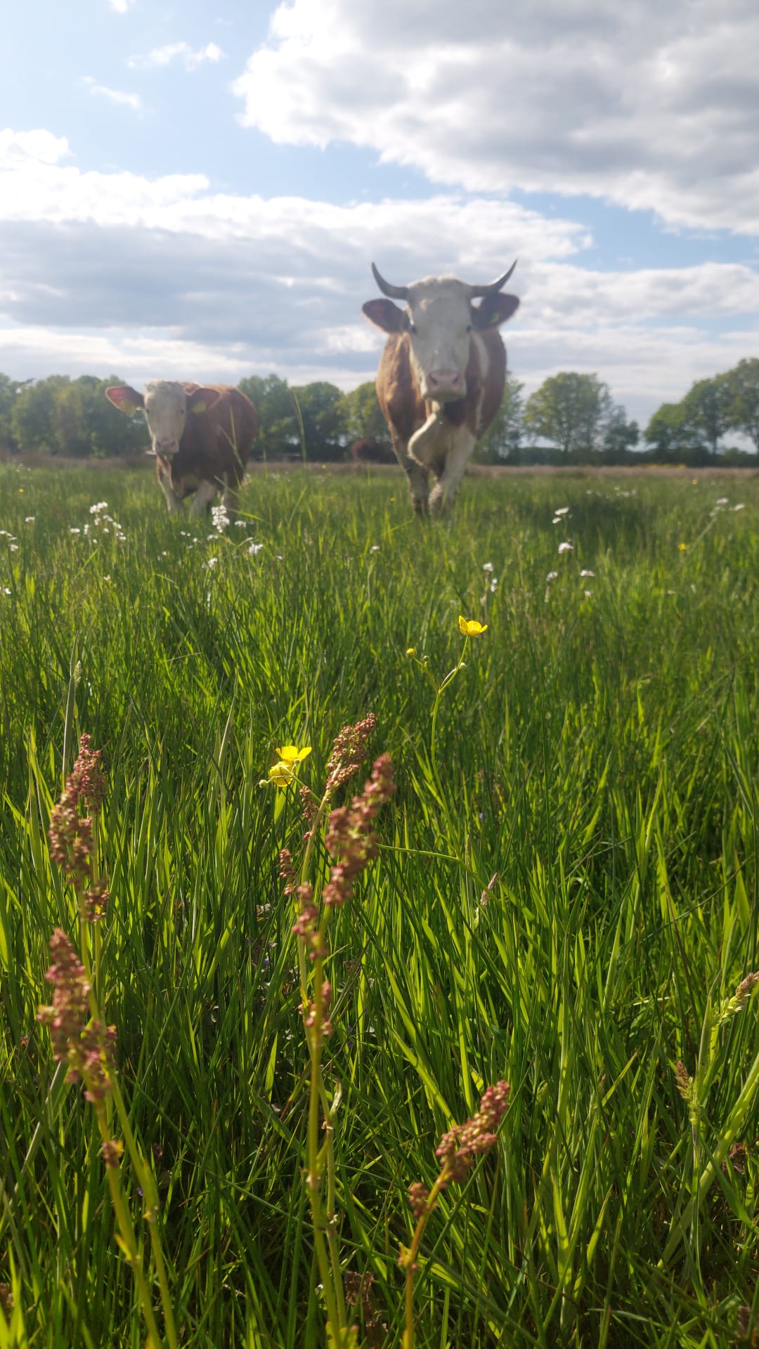 uitsnede drenthe