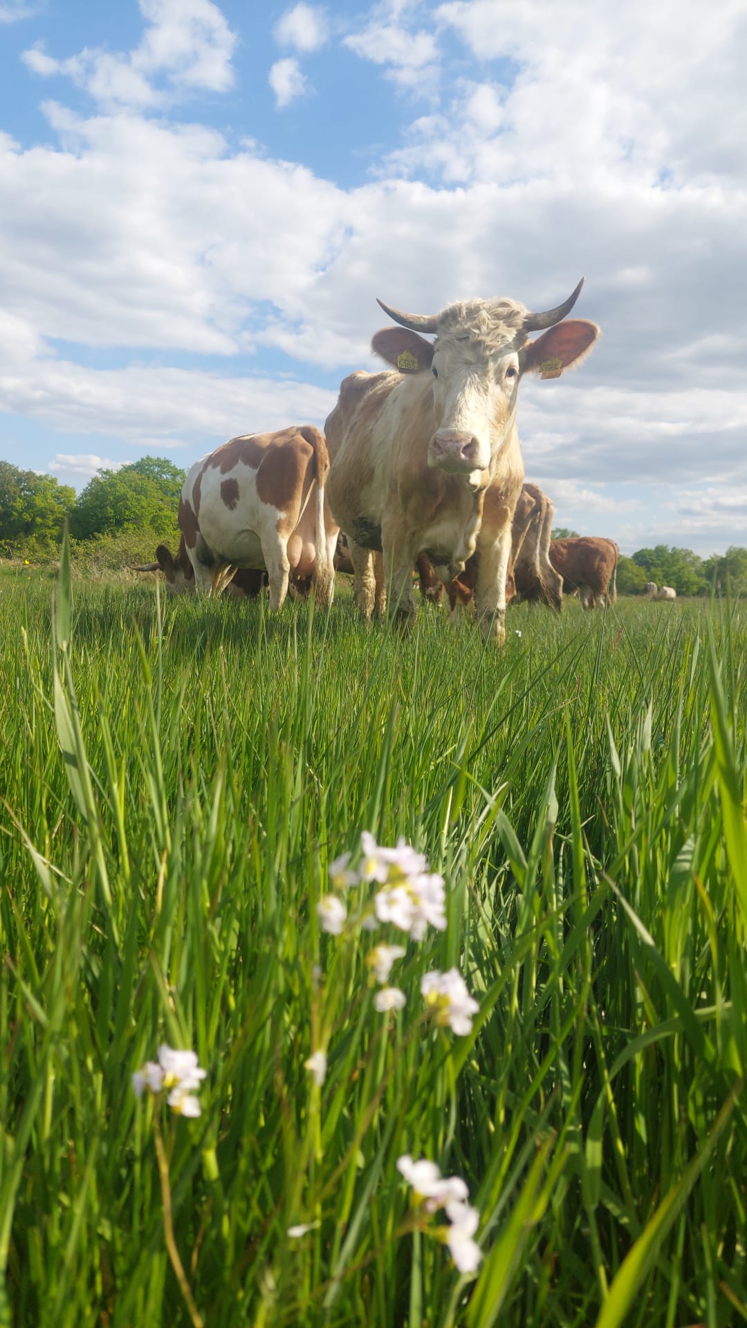 uitsnede drenthe